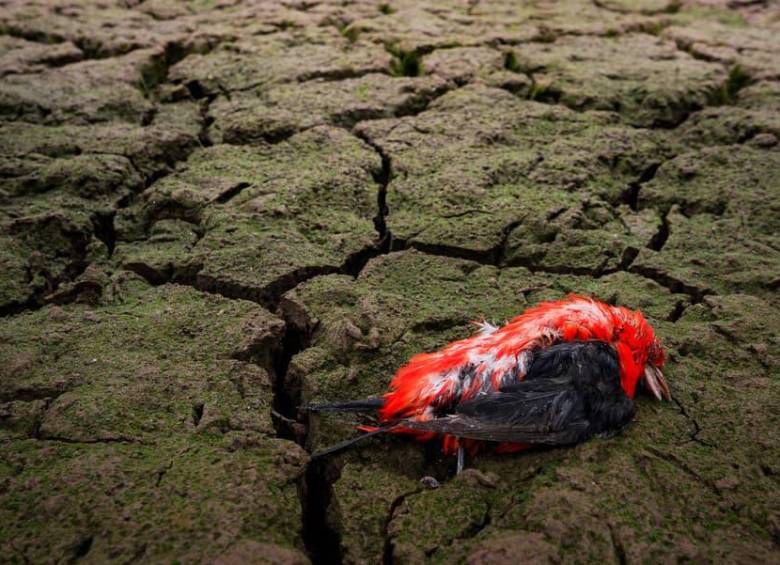 El fenómeno de El Niño provoca un calentamiento anormal de las aguas del océano Pacífico y puede alterar los patrones de lluvia y temperatura en distintas regiones del mundo. FOTO: Colprensa. 