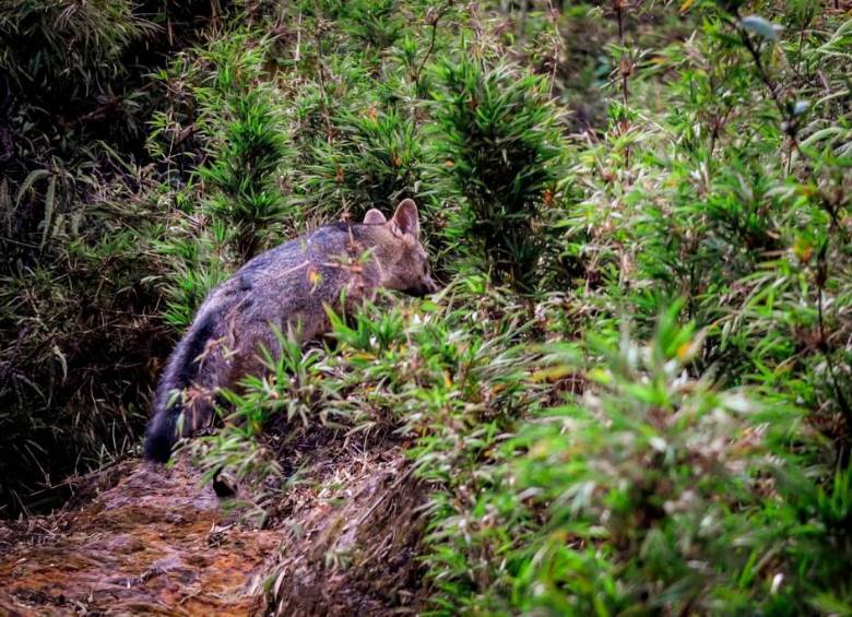 El animal fue atendido por personal del Área Metropolitana, de la Alcaldía de Envigado, de Corantioquia y de la Universidad CES. FOTO: Cortesía Alcaldía de Envigado.