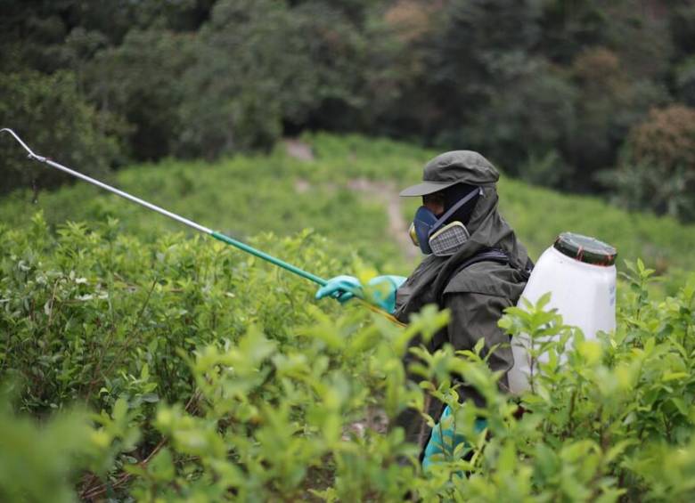Erradicación de cultivos de hoja de coca en San Pablo, Sur de Bolívar. FOTO: COLPRENSA