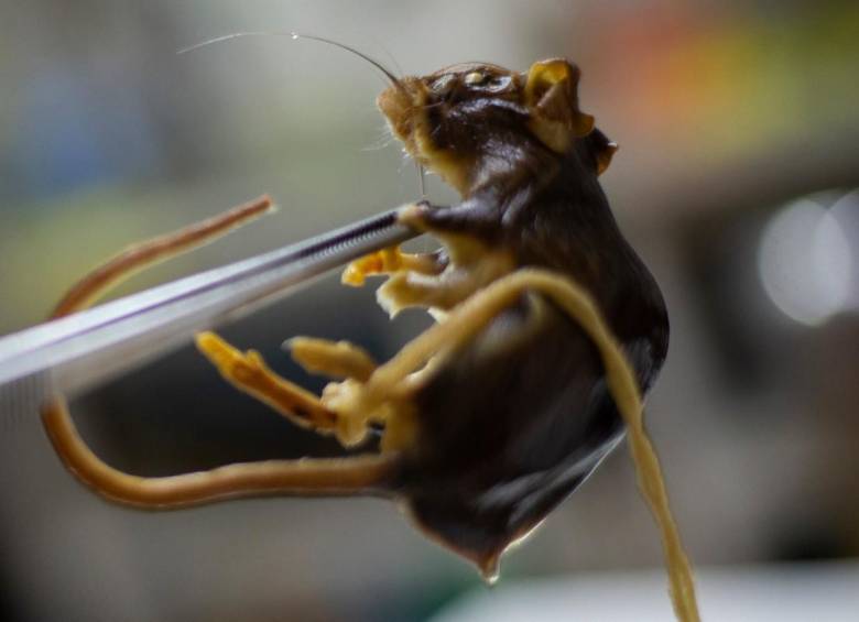 El investigador Raúl González Ittig sostiene un ejemplar de roedor vinculado a estudios sobre hantavirus en un laboratorio de Córdoba, Argentina. FOTO: AFP.