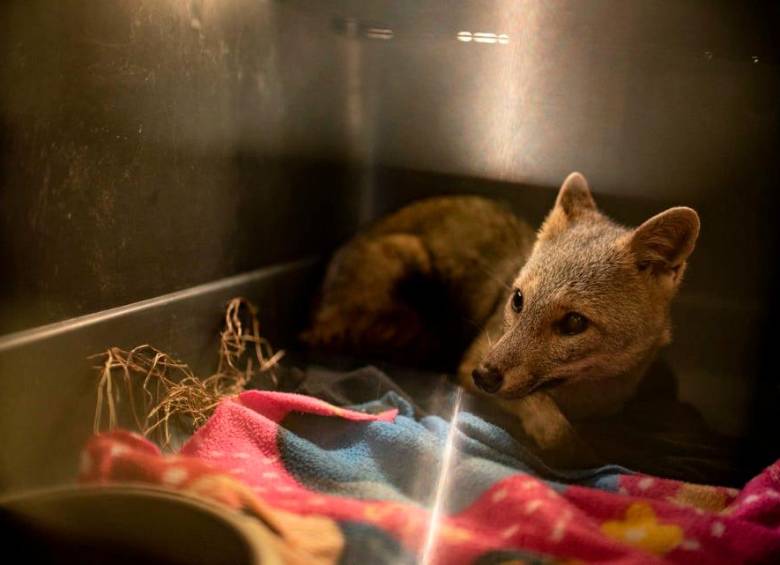 El zorro perro ahora está bajo cuidado y custodia de las autoridades ambientales, que lo regresarán a su hábitat. FOTO CORTESÍA