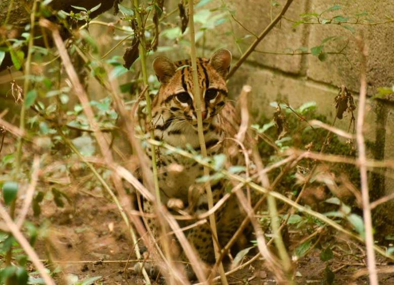 Este ocelote, tras vivir en cautiverio siendo una cría, recuperó la libertad en un hábitat natural en Antioquia y continúa con vida. FOTO CORTESÍA CORANTIOQUIA
