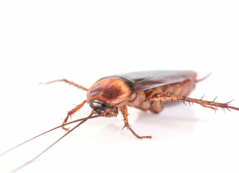 ¿Plaga de cucarachas en casa? Soluciones naturales que sí funcionan. Foto: Frepick