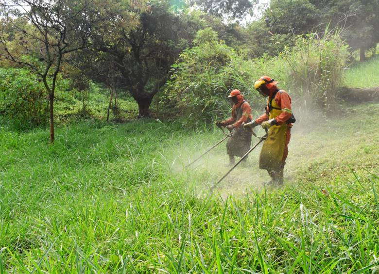 La cooperativa se encarga de la limpieza de unos cuatro millones de metros cuadrados de zonas verdes en Medellín. FOTO cortesa