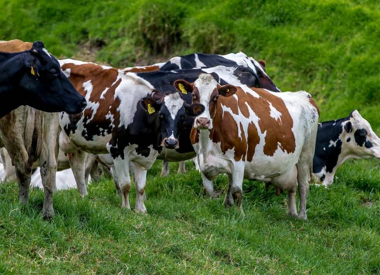 Con corte a mayo de este año se han exportado 232.704 cabezas de ganado, un 68% más de lo que se envió al mercado exterior en el mismo periodo de 2021. Foto: Juan Antonio Sánchez 