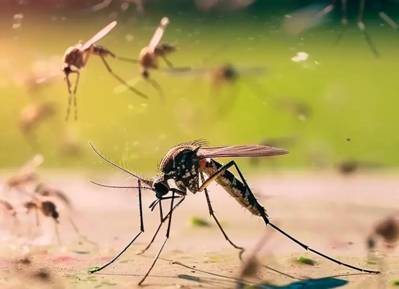 El Aedes aegypti es responsable de la transmisión de enfermedades como el dengue, zika y fiebre amarilla; ahora se estudia como portador de virus que podrían bloquear esas infecciones. FOTO cortesía