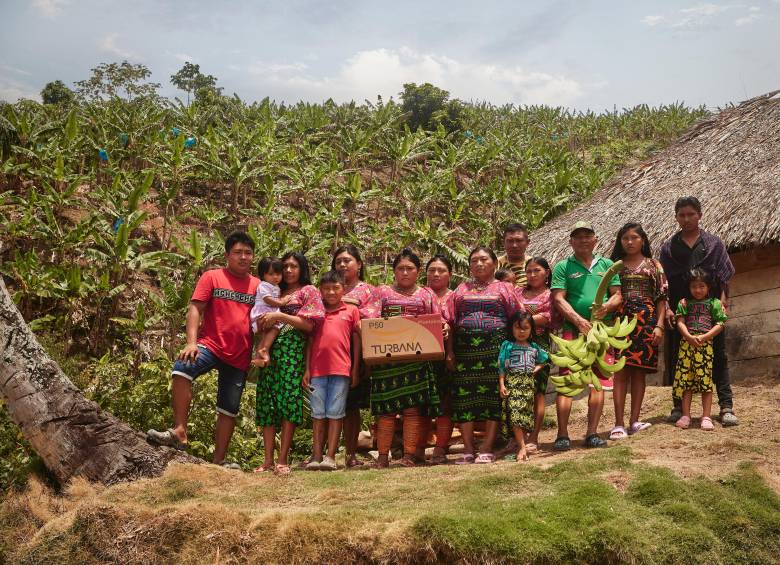 En Caimán Nuevo, los pequeños plataneros kuna dule fortalecen la tradición agrícola de la región, sembrando desarrollo y preservando su cultura en alianza con Uniban. FOTO: Cortesía Uniban. 