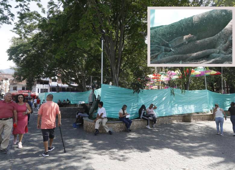 Arriba, una de los roedores que se ven en Barbosa, abajo el parque principal del municipio. FOTOS: Jaime Pérez