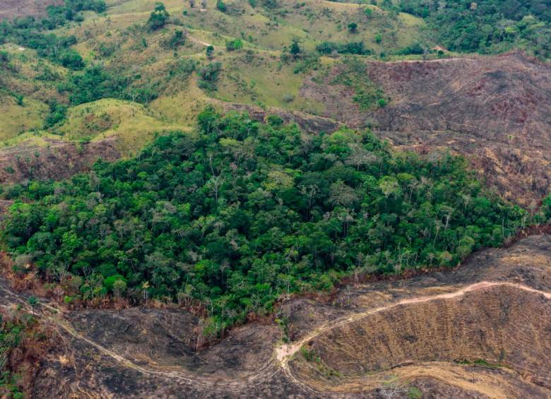 En los últimos cinco años Colombia perdió casi un millón de hectáreas de bosque, según reportes del Ideam. FOTO: Minambiente
