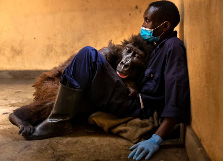 La triste imagen de “Koko” muerta al lado de su cuidador. Foto: Getty