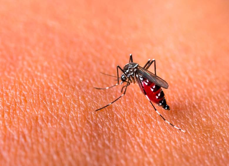 Este es el mosquito Aedes aegyptis que porta enfermedades letales como dengue y chikungunya. FOTO sstock
