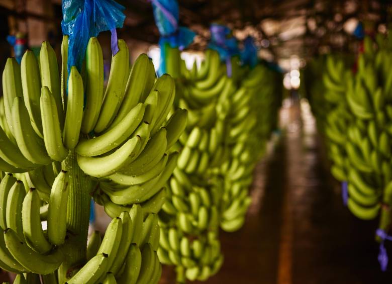 Urabá concentra el 60% de la producción nacional de banano. FOTO: cortesía Uniban. 