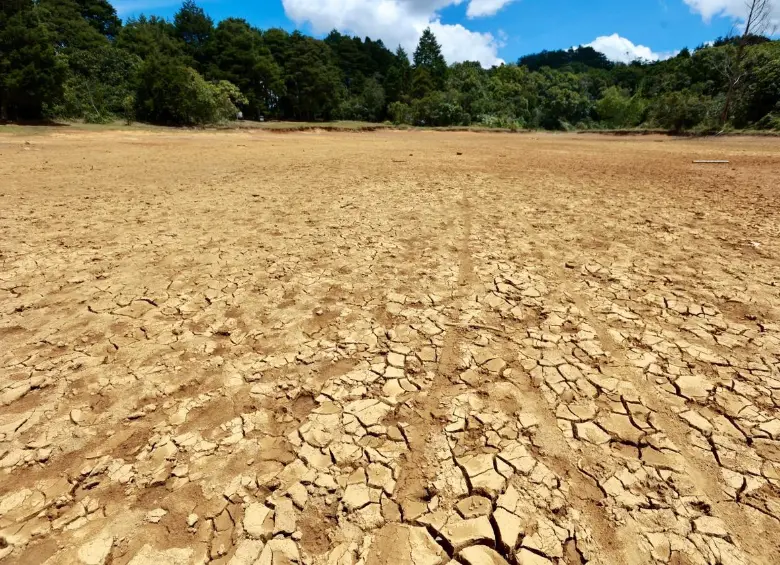 Este es el paisaje de aridez de la Laguna de Guarne por las altas temperaturas del fenómeno de El Niño, uno de los más fuertes desde hace décadas. Foto: Manuel Saldarriaga.