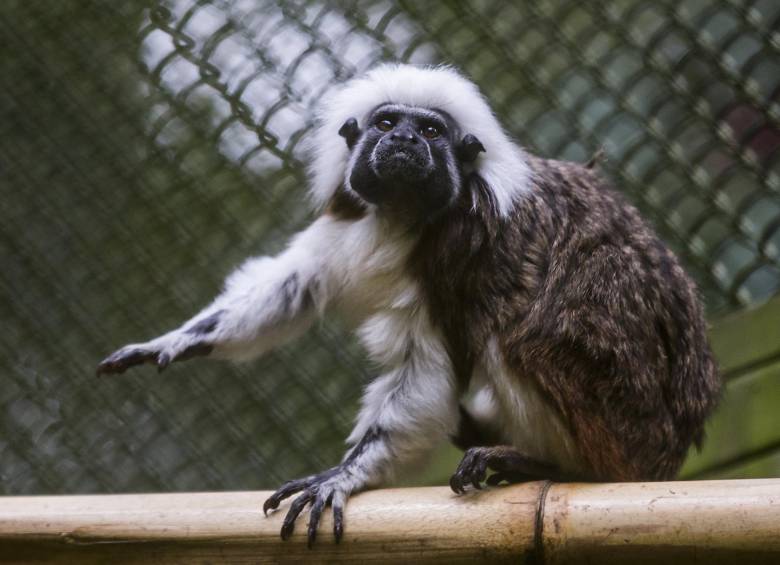  Los monos titi enfrentan un gran peligro en el país debido a la destrucción de su habitad natural. Foto: Julio César Herrera - Archivo EC