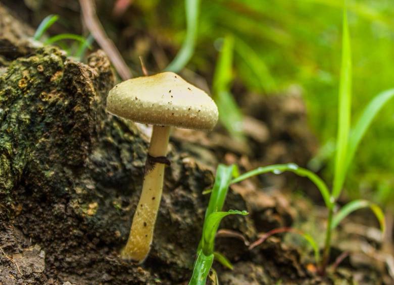 Hongo semiglobata (cabeza redonda de estiércol). Foto: Cristina Rodriguez.