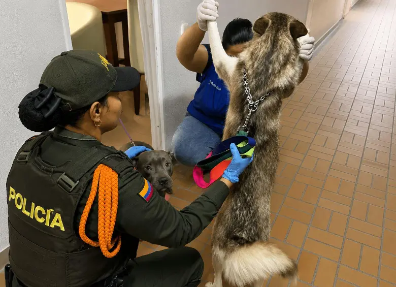 Según las autoridades locales, los animales no muestra ninguna lesión aparente por maltrato y tienen las vacunas y desparasitación al día. Aún así le recomendaron al tenedor “no castigar con maltrato”. Foto: Cortesía