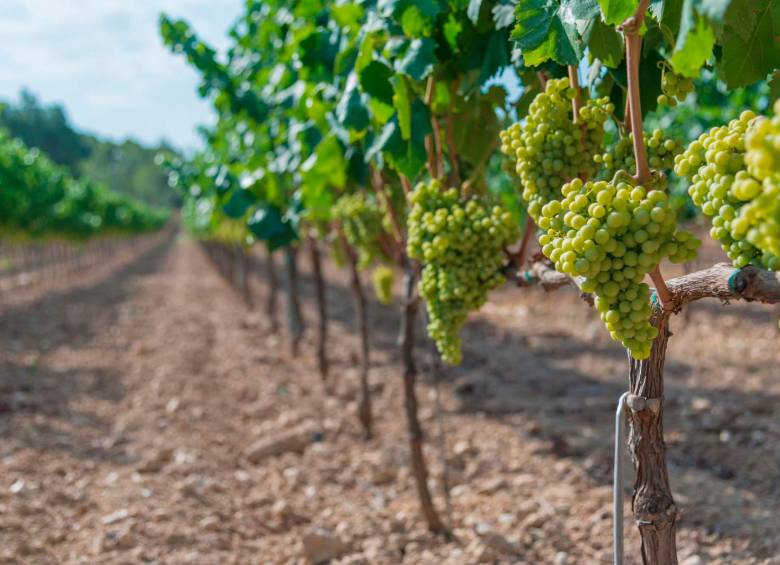 El vino verde es considerado un vino equilibrado, complejo y delicado. FOTO Getty