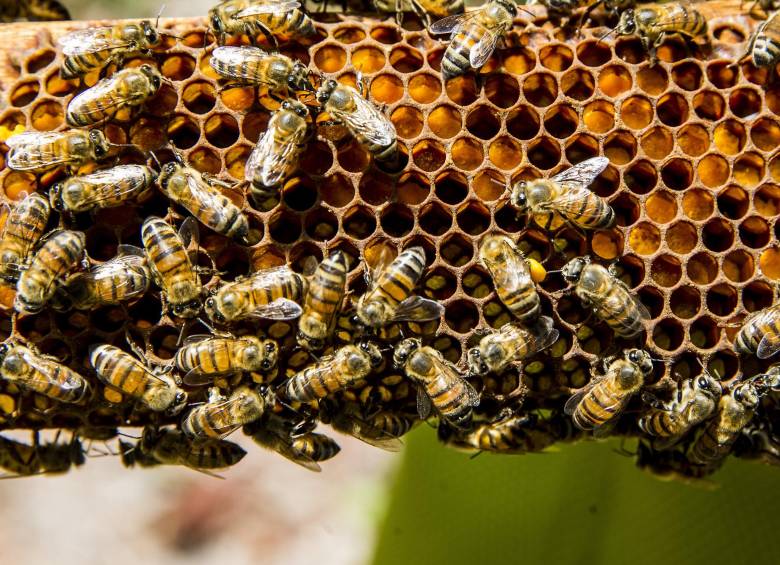 Un enjambre de abejas atacó a Wbeymar Puerta en medio de sus labores en una finca de San Antonio de Prado. Foto: Julio César Herrera E. 