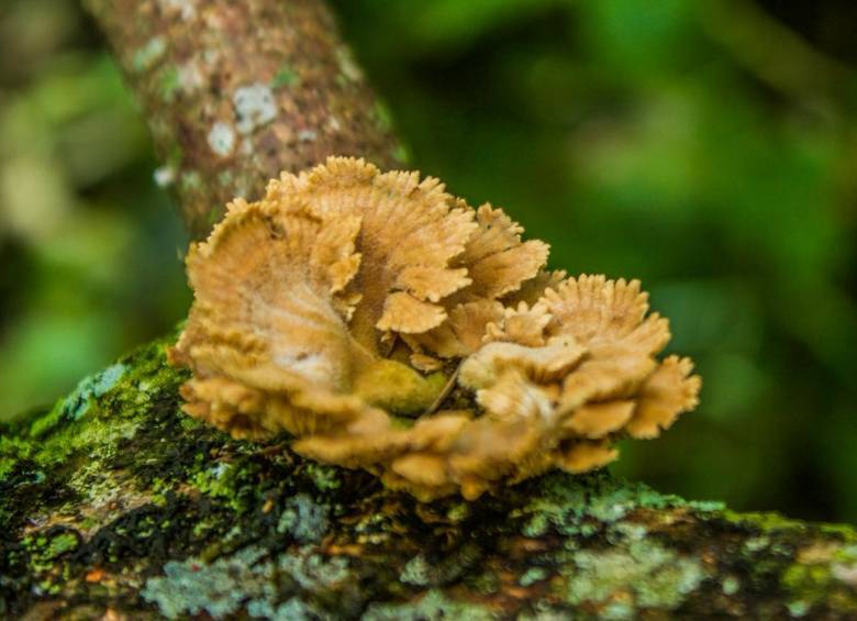 Hongo pollo del bosque. Foto: Cristina Rodriguez. 