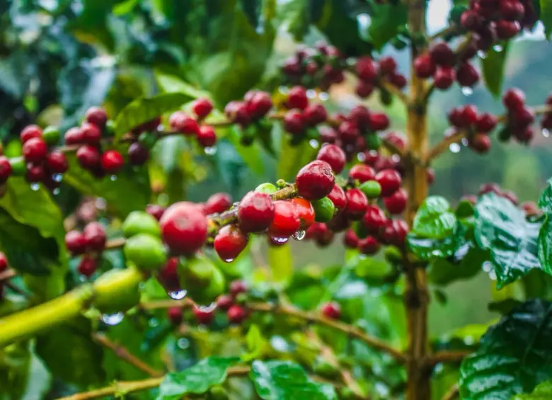 Cafetal de la montaña. Foto: Cristina Rodriguez.