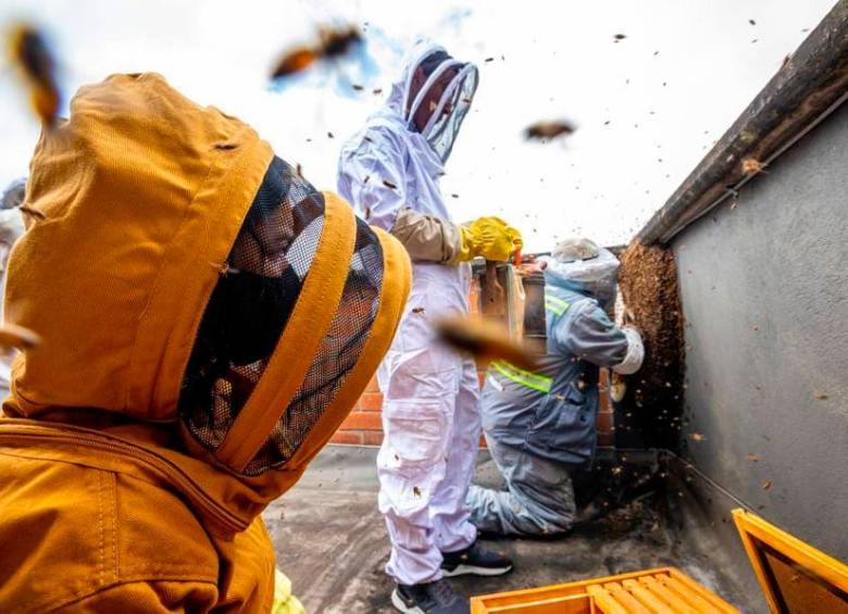 Para rescatar abejas se debe usar un traje especial y guardar medidas de protección para evitar ser picados por los insectos. FOTO CORTESÍA