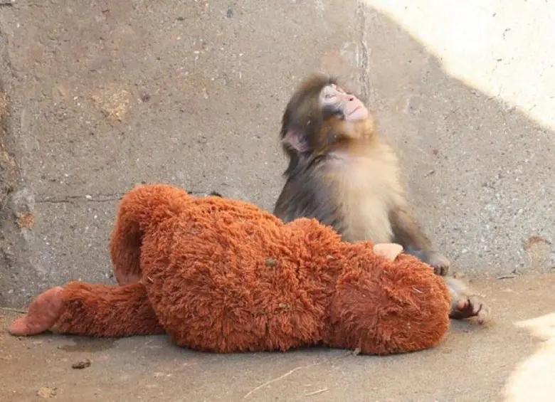 Punch, un macaco japonés rechazado por su madre al nacer en un zoológico de Ichikawa, se ha vuelto viral por no separarse de un peluche que adoptó como figura de apego mientras avanza en su proceso de integración con la manada. FOTO: @dondawastaken 