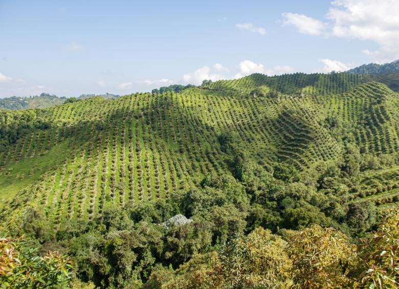 Cultivo Wakate. Foto: Cortesía. 