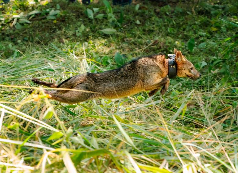 Este zorro perro se salvó milagrosamente de un atropellamiento y ahora volvió a su hábitat. FOTO: CORTESÍA