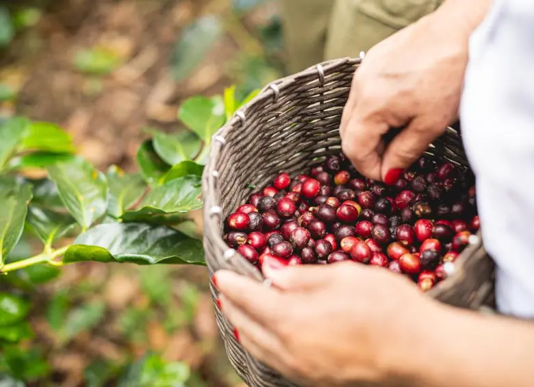 Producción de café en Colombia cae por lluvias, exportaciones bajan 29% y sector enfrenta 2026 más exigente. FOTO: Colprensa