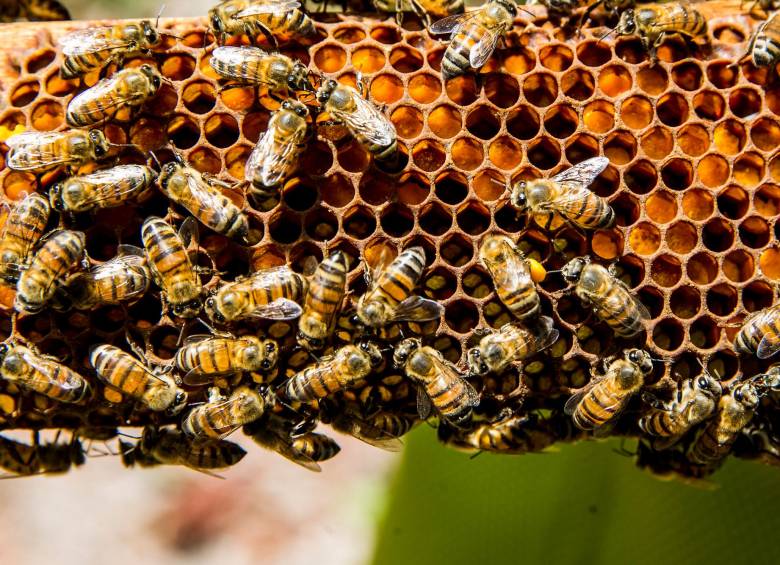  75 % de los cultivos alimentarios y el 35 % de las tierras agrícolas del mundo dependen en cierta medida de la polinización de las abejas. Foto: Julio Herrera