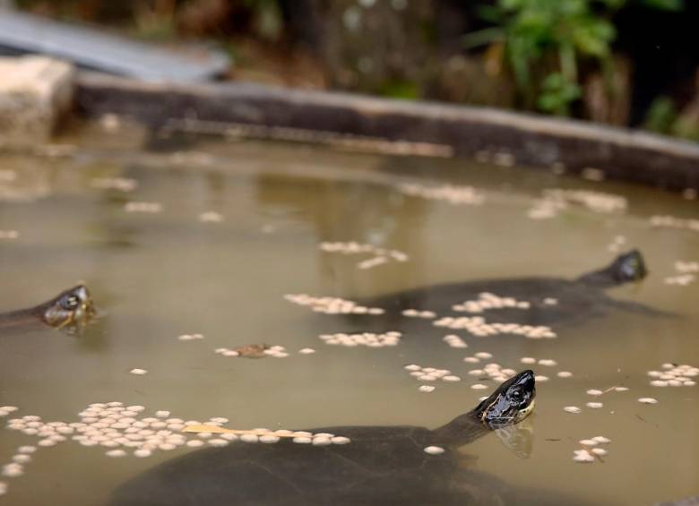 En Medellín recuperan más de 100 tortugas para luego liberarlas