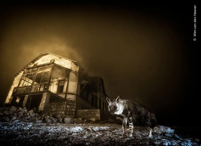La hiena solitaria de una ciudad fantasma, un escarabajo frente a la maquinaria humana y un tiburón creciendo entre algas figuran entre las escenas más poderosas del concurso fotográfico de vida silvestre más prestigioso del mundo. FOTO: Ghost Town Visitor Wim van den Heeve/Wildlife Photographer of the Year