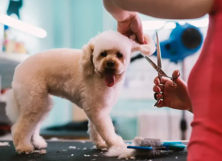Las vacantes para trabajar con animales crecen en Colombia: clínicas, granjas y peluquerías buscan talento con vocación. FOTO: GETTY