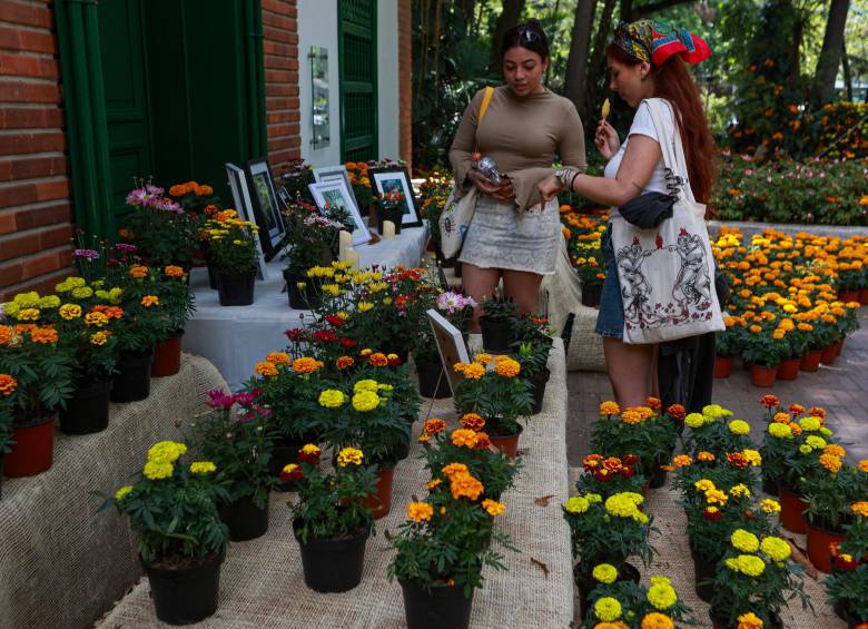 Entre las especies destacadas están la Zamia restrepoi y la Brugmansia suaveolens, extintas en la naturaleza. FOTO Manuel Saldarriaga