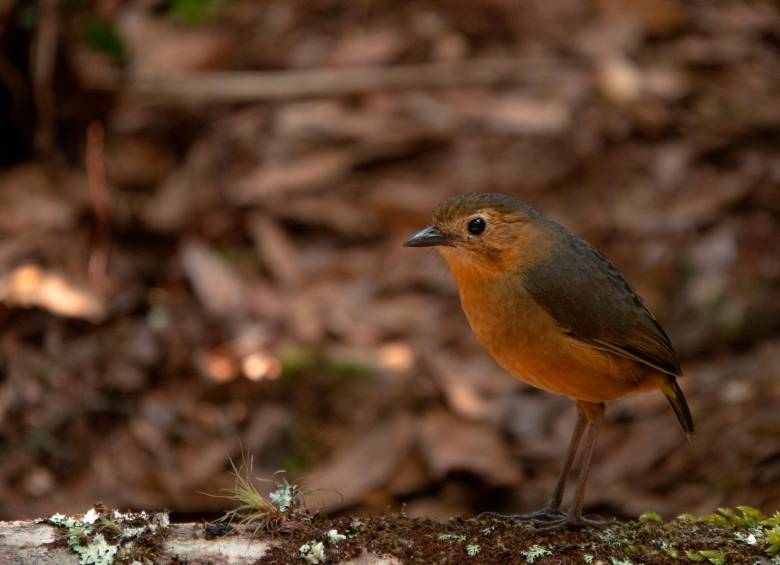 Especie del género Grallaria. FOTO: Cortesía Santiago Chiquito-García