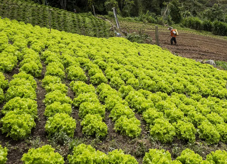 Imagen de referencia de unos cultivos en San Cristóbal. Foto: Julio César Herrera Echeverri.