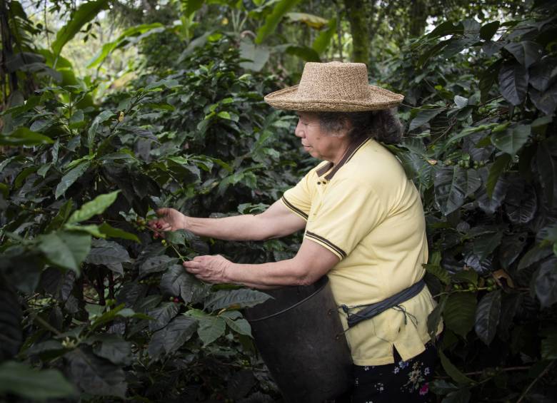 Gladys Echávez hace parte de las miles de madres colombianas impulsan sus emprendimientos y sostienen sus hogares gracias al acceso a productos financieros y créditos productivos. FOTO: Bancamía.