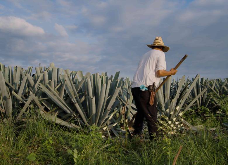 En un rancho agrícola de Dolores Hidalgo, Guanajuato, las autoridades localizaron a cerca de 700 personas presuntamente víctimas de trata con fines de explotación laboral. La mayoría provenía de estados del sur del país. FOTO: Tomada de Freepik