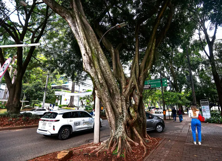 Árbol patrimonial sembrado hace 80 años que talarán en El Poblado. FOTO: Manuel Saldarriaga