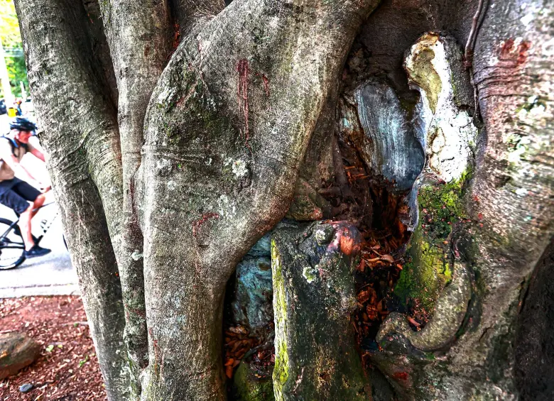 Daños estructurales del árbol patrimonial de El Poblado. FOTO: Manuel Saldarriaga