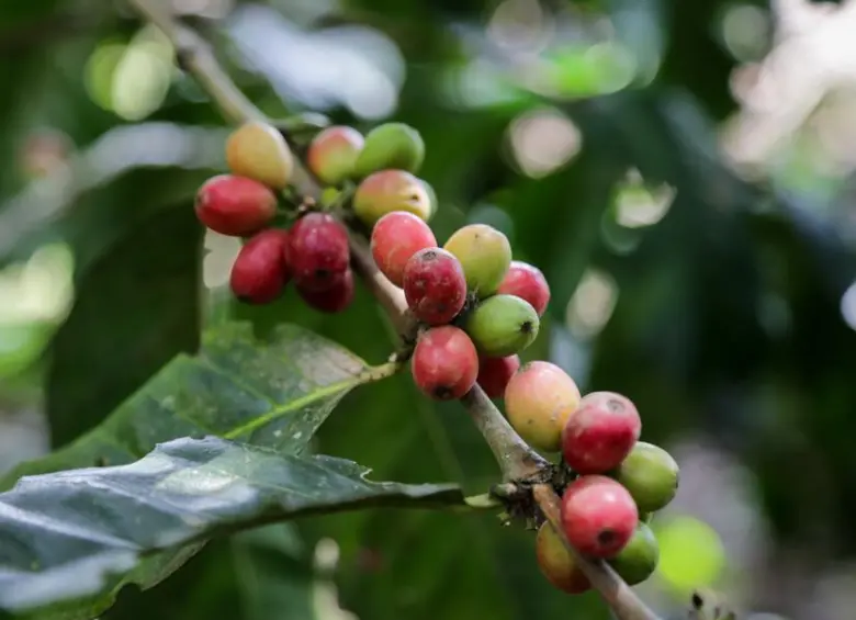 El pulso comercial entre Trump y Lula no solo es un capítulo más en las tensiones políticas hemisféricas, también es un choque que puede redefinir el comercio global del café.
