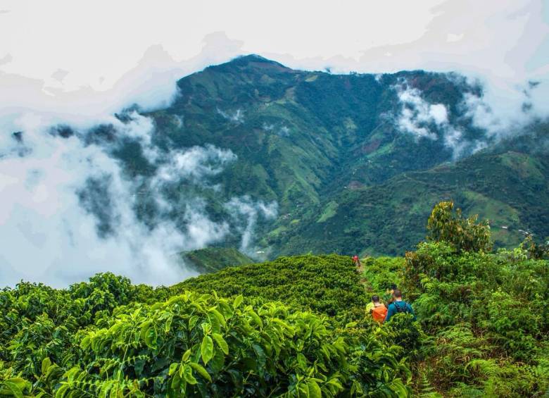 Entre cafetales (vereda La Morelia de Betulia) FOTO: CRISTINA RODRÍGUEZ