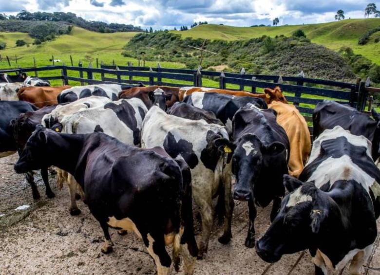 A inicios de febrero de 2026, la crisis climática ha dejado de ser una amenaza de inundación para convertirse en una emergencia sanitaria y química que amenaza con aniquilar el patrimonio ganadero de la región. FOTO: Juan Antonio Sánchez