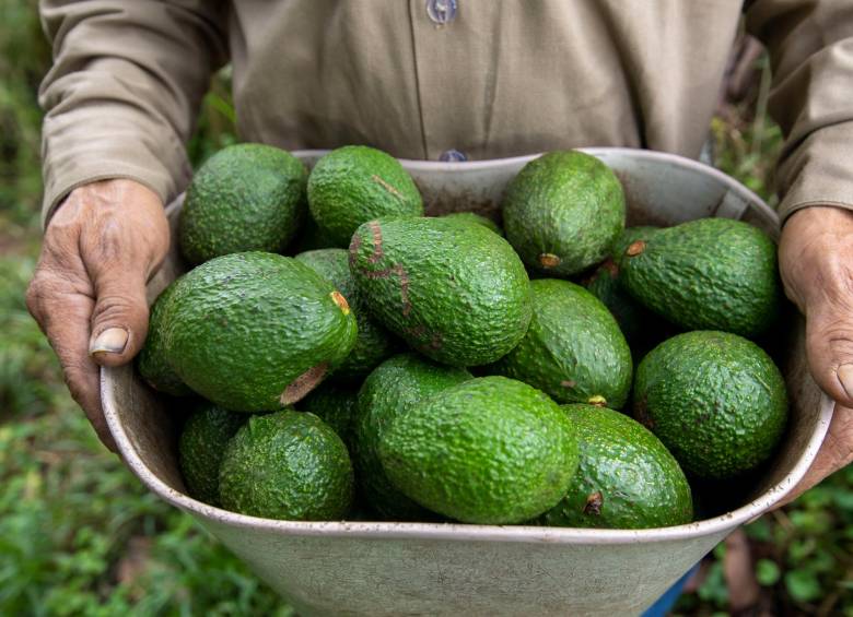 Actualmente, Colombia envía aguacate a Países Bajos, Estados Unidos, España, Reino Unido, Francia, Bélgica, Alemania y Hong Kong. Foto: Edwin Bustamante