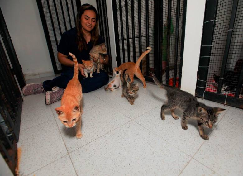 Llegaron a Medellín los gaticos que sobrevivieron al incendio de Santa Marta