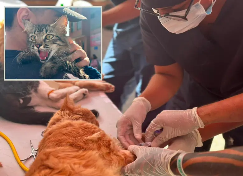 Imágenes de referencia de las jornadas de esterilización realizadas por el Valle de Aburrá. FOTO: Cortesía