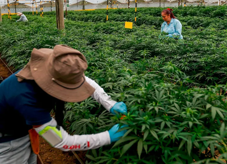 PharmaCielo es una empresa canadiense que produce cannabis medinal. FOTO: Manuel Saldarriaga.
