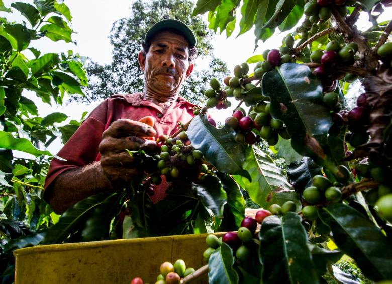 Según la Federación Nacional de Cafeteros (FNC), en lo que va del año la producción de café ha caído 15% frente al mismo periodo de 2021. Foto: Julio César Herrera