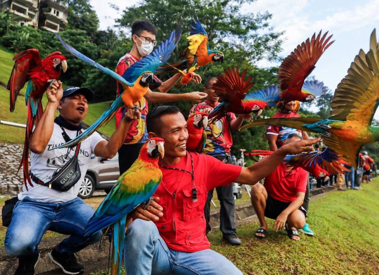 En sesiones de vuelo, el grupo Kuala Lumpur Freefly de Malasia se reúne con los guacamayos rescatados que están en programas de conservación para liberar estrés y ejercitarlos. FOTO EFE