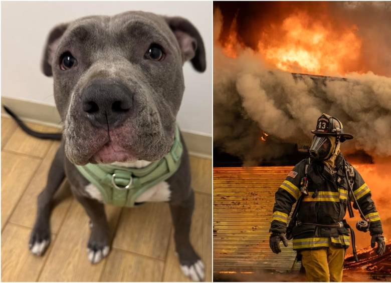 Uno de los perritos rescatados en medio de los incendios. FOTO: REDES SOCIALES Y GETTY